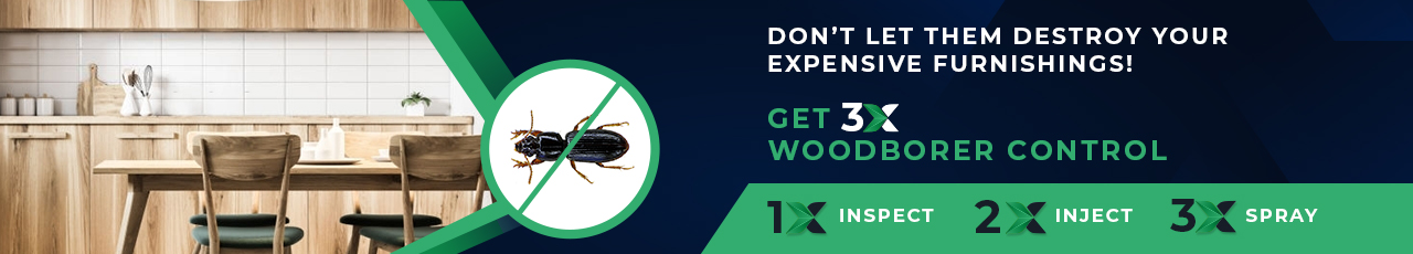 Wood Borer Treatment